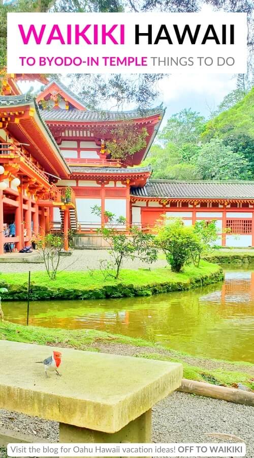 byodo in temple bird watching waikiki