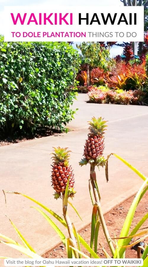 baby pineapples at dole plantation in hawaii