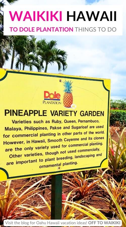 free pineapple garden at dole plantation