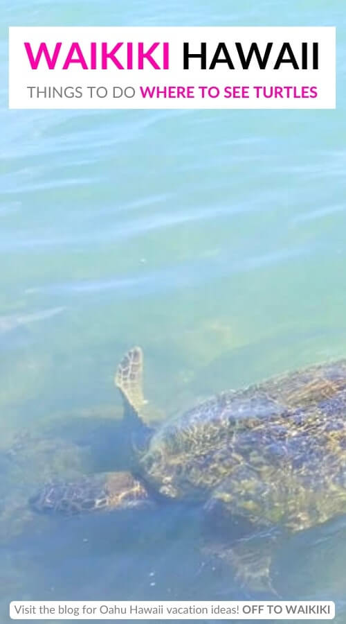 waikiki beach swimming and snorkeling spots to see turtles in waikiki