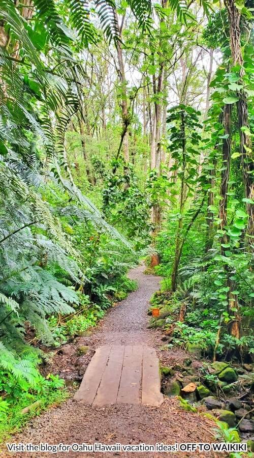 manoa falls trail rainforest in oahu hawaii