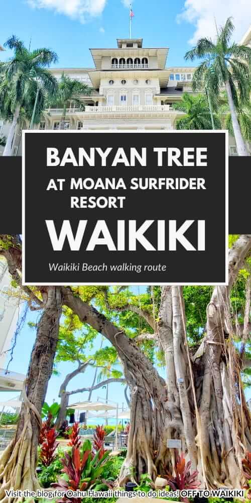 moana banyan courtyard. banyan tree at moana surfrider, waikiki hawaii