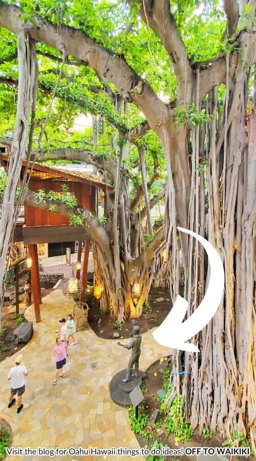 banyan tree at don ho statue