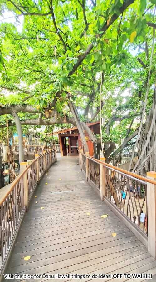 don's treehouse from don ho statue