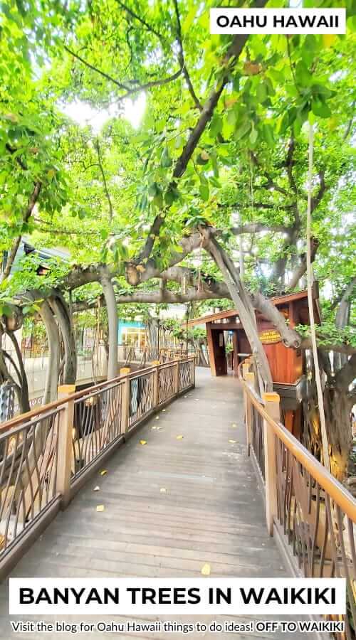 waikiki banyan tree at dons treehouse, oahu hawaii