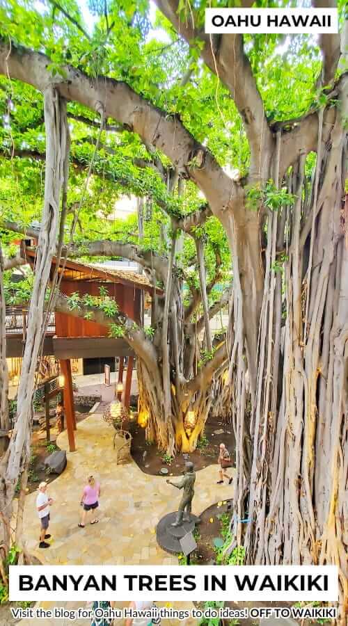 waikiki banyan tree at international market place, oahu hawaii